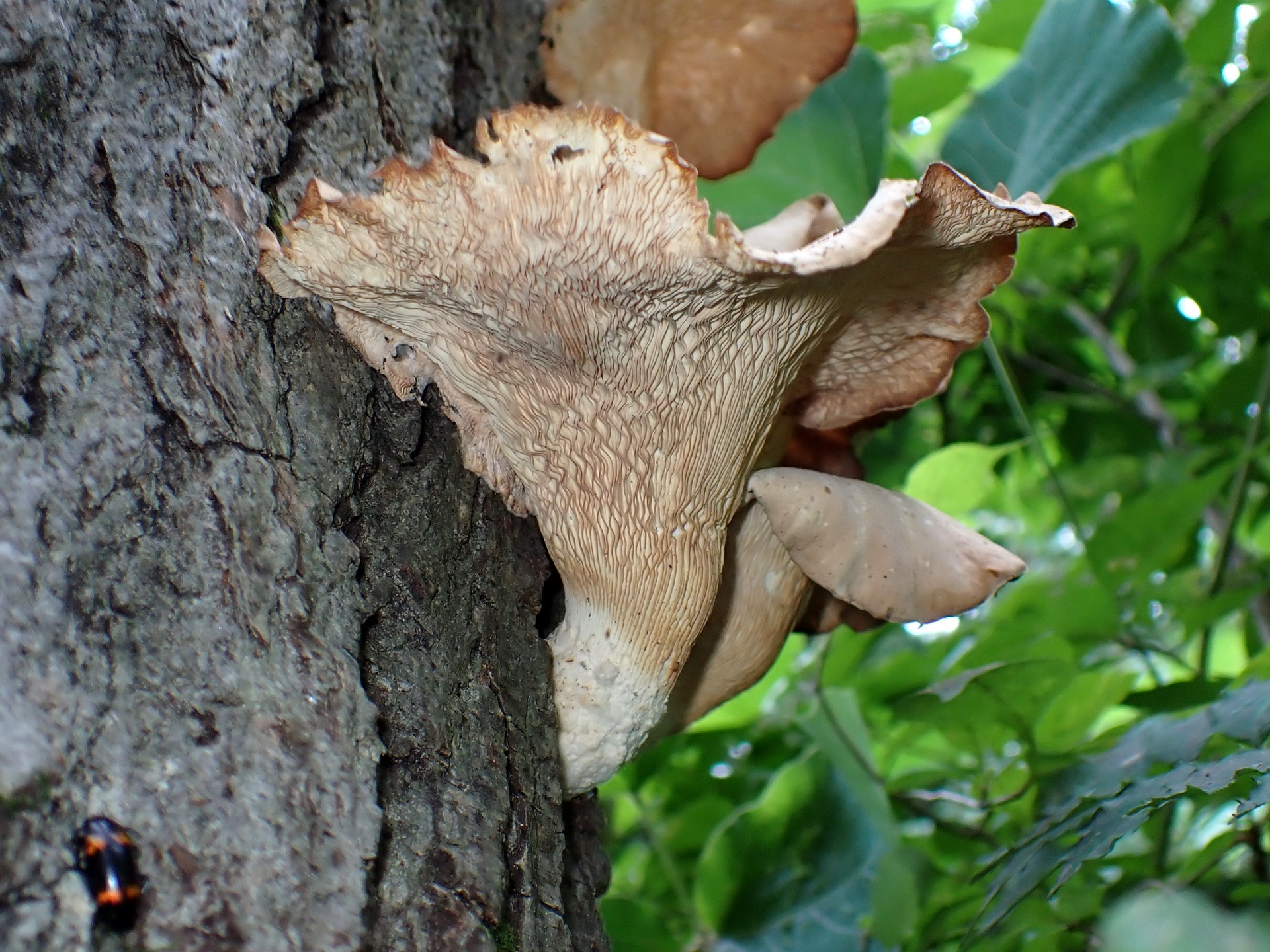 ウチワ型のきのこの高画質写真です。横浜市で、2024年7月28日に撮影したものです。