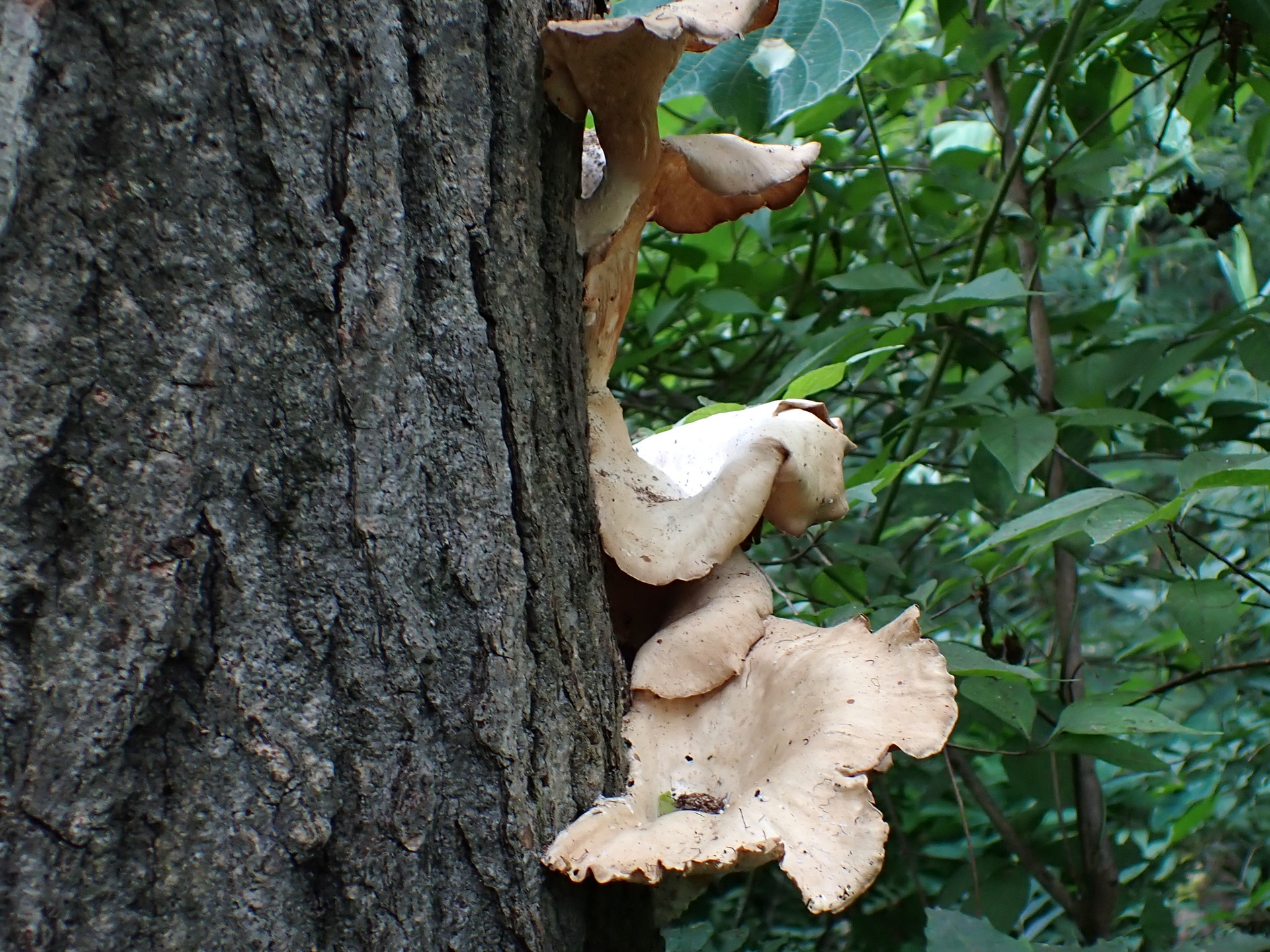 ウチワ型のきのこの高画質写真です。横浜市で、2024年7月28日に撮影したものです。