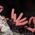 ウツボホコリの仲間 の高画質写真です。横浜市で、2024年7月3日に撮影したものです。