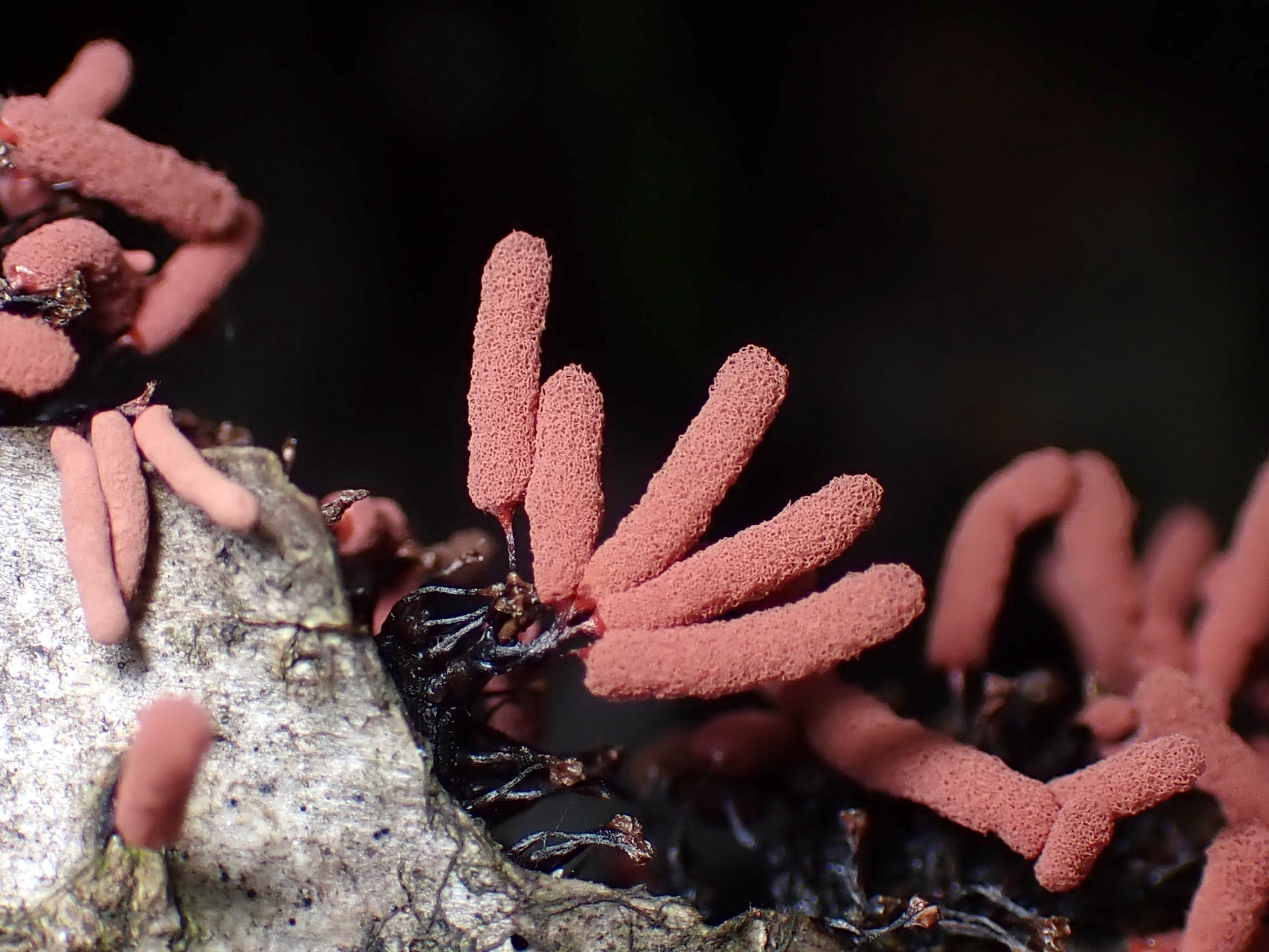 ウツボホコリの仲間 の高画質写真です。横浜市で、2024年7月3日に撮影したものです。