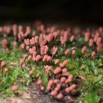 ウツボホコリ の高画質写真です。横浜市で、2024年7月7日に撮影したものです。