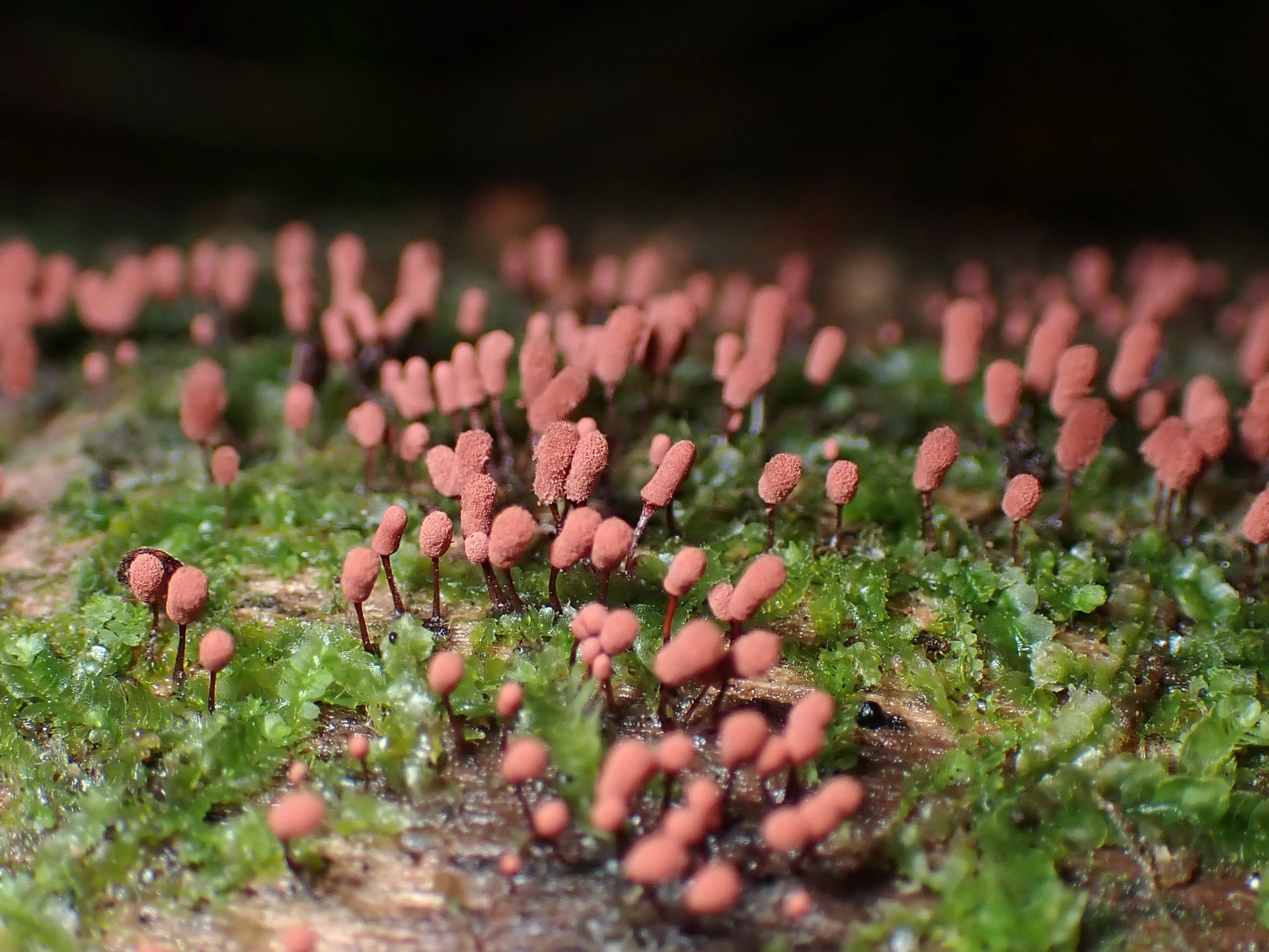 ウツボホコリ の高画質写真です。横浜市で、2024年7月7日に撮影したものです。