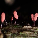 ウツボホコリの高画質写真です。横浜市で、2024年7月10日に撮影したものです。