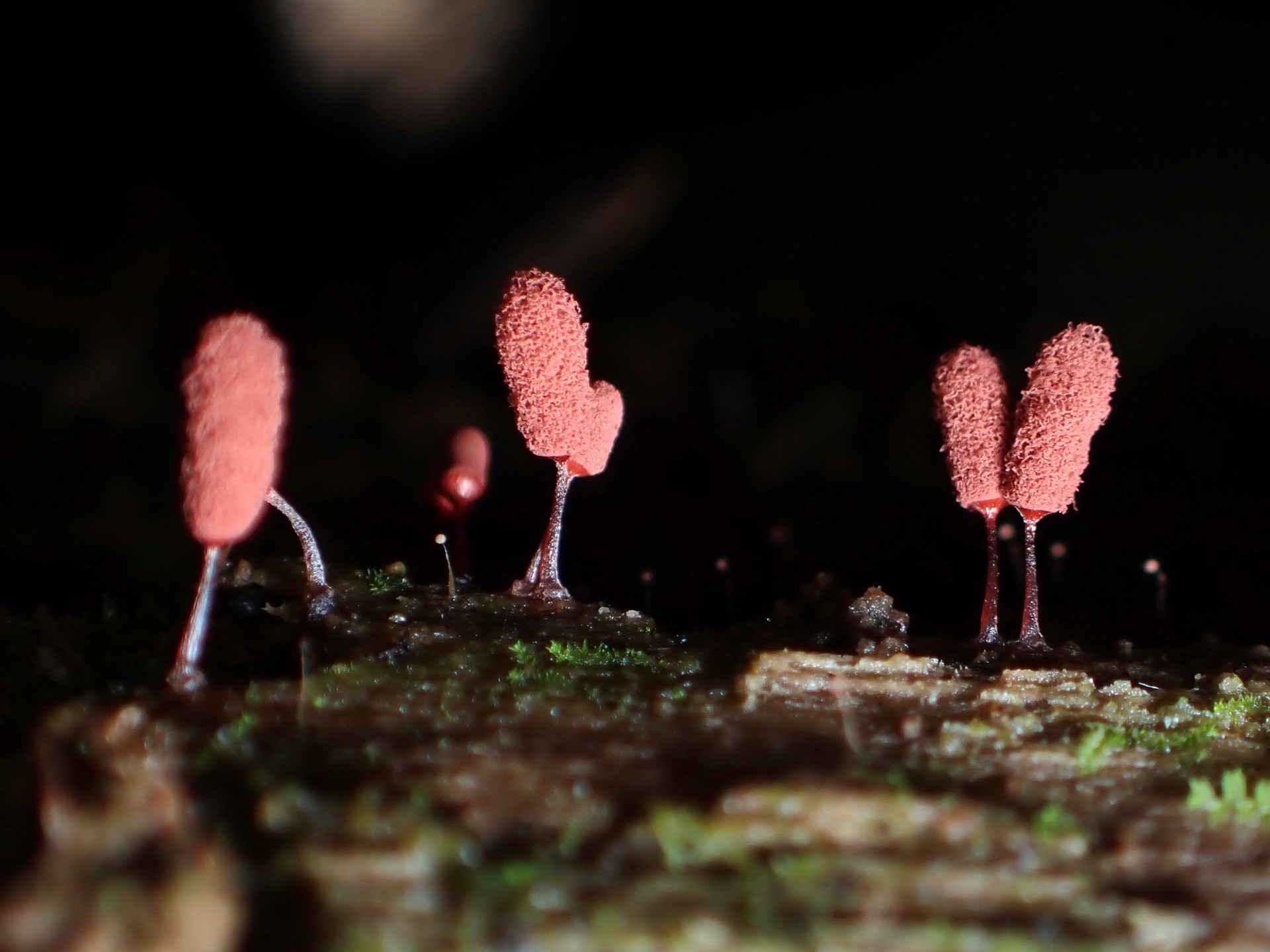 ウツボホコリの高画質写真です。横浜市で、2024年7月10日に撮影したものです。