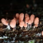 ウツボホコリ の高画質写真です。横浜市で、2024年7月28日に撮影したものです。