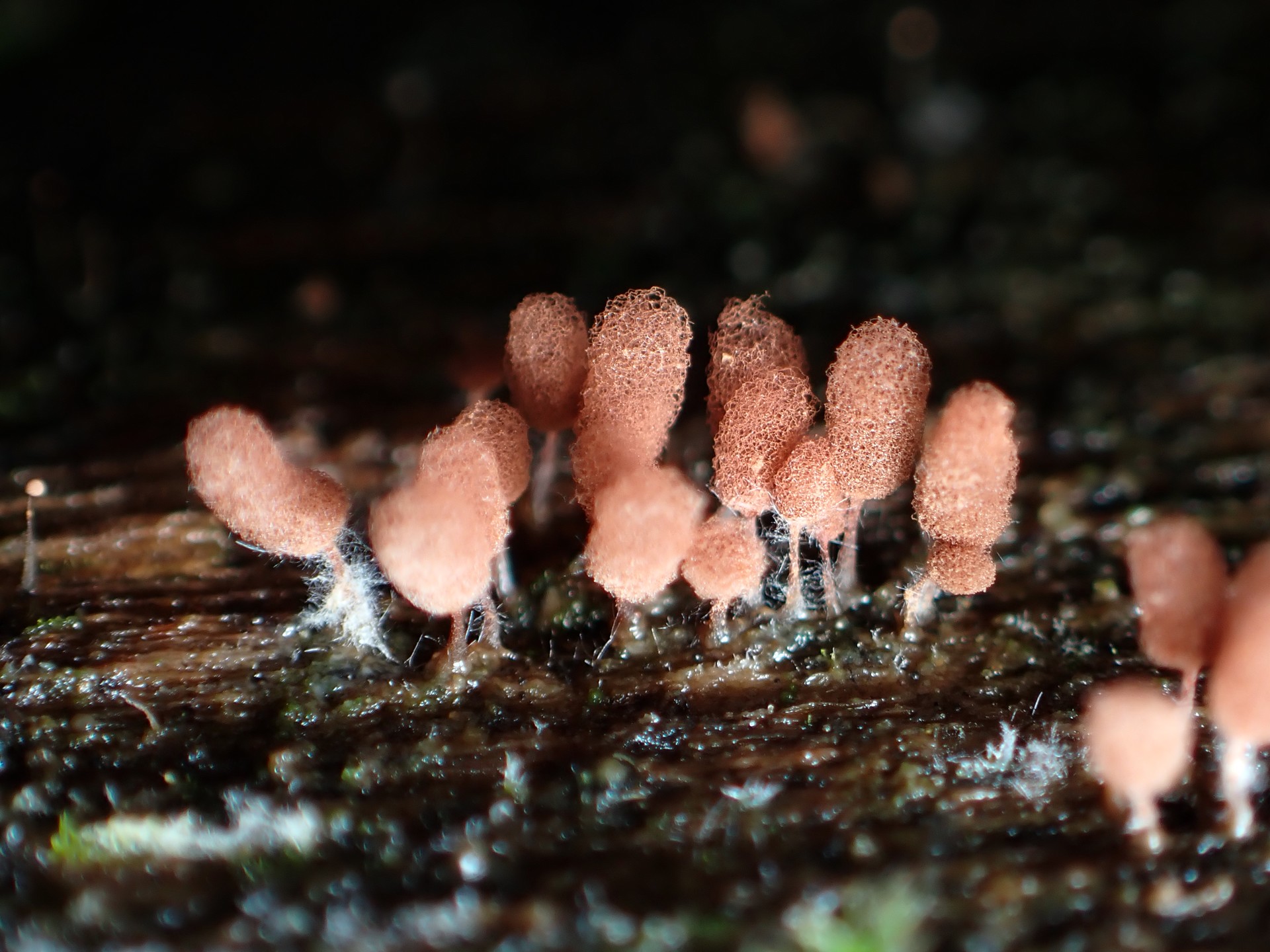 ウツボホコリ の高画質写真です。横浜市で、2024年7月28日に撮影したものです。