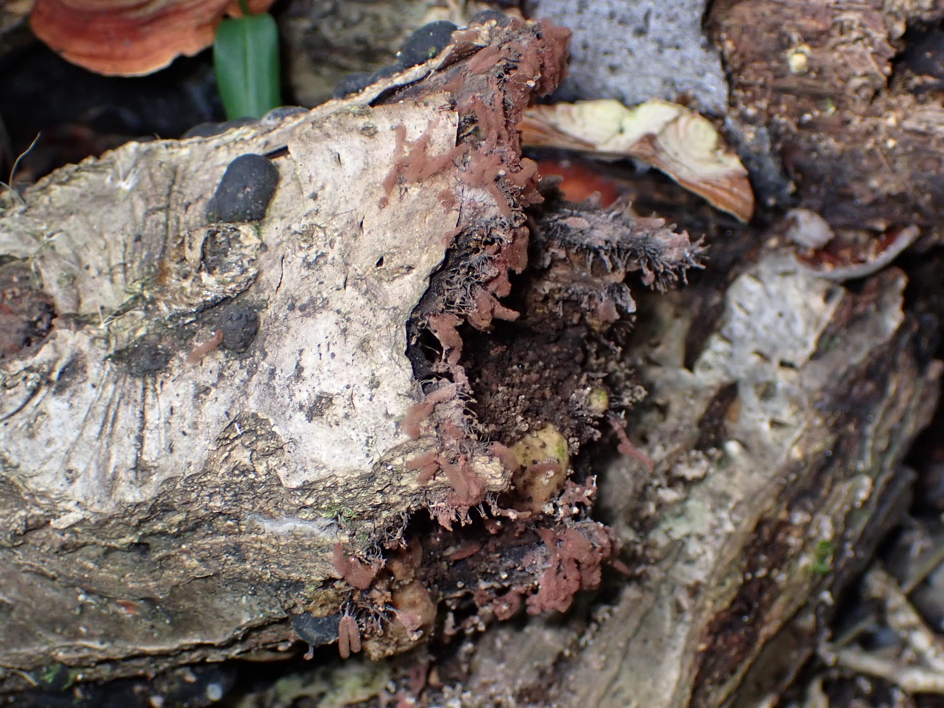 ウツボホコリの仲間の高画質写真です。横浜市で、2024年7月10日に撮影したものです。