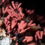 ウツボホコリの仲間の高画質写真です。横浜市で、2024年7月10日に撮影したものです。