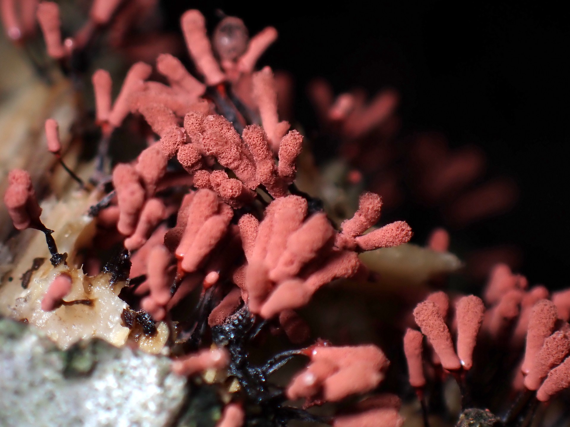 ウツボホコリの仲間の高画質写真です。横浜市で、2024年7月10日に撮影したものです。