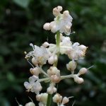 ヤブミョウガ の高画質写真です。横浜市で、2024年7月15日に撮影したものです。