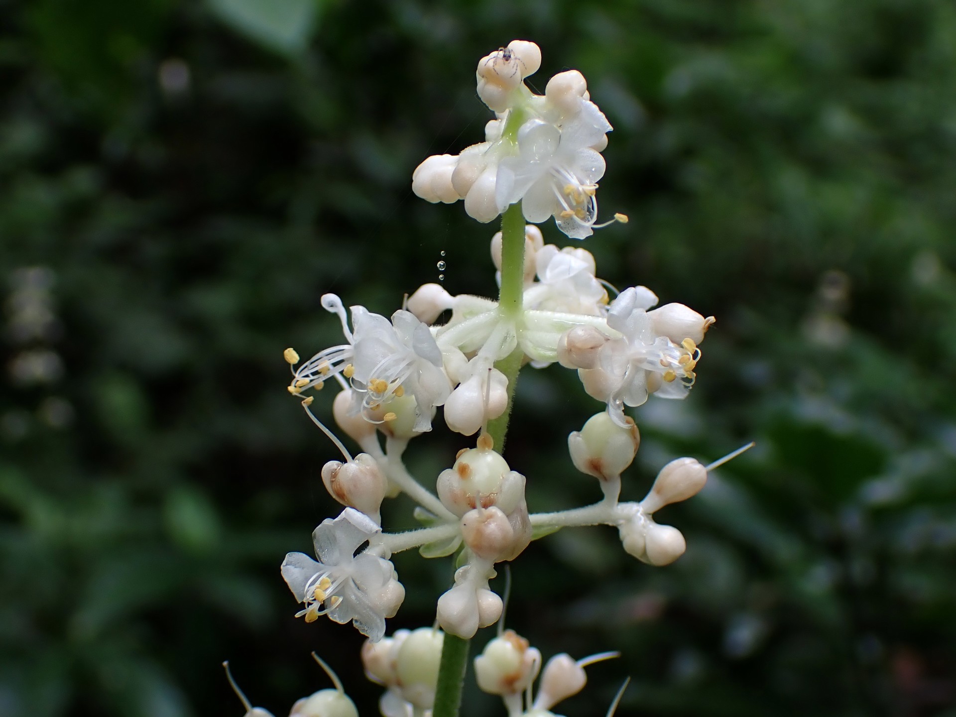 ヤブミョウガ の高画質写真です。横浜市で、2024年7月15日に撮影したものです。