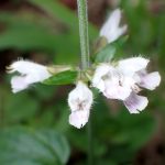 ヤマハッカの仲間 の高画質写真です。横浜市で、2024年7月19日に撮影したものです。