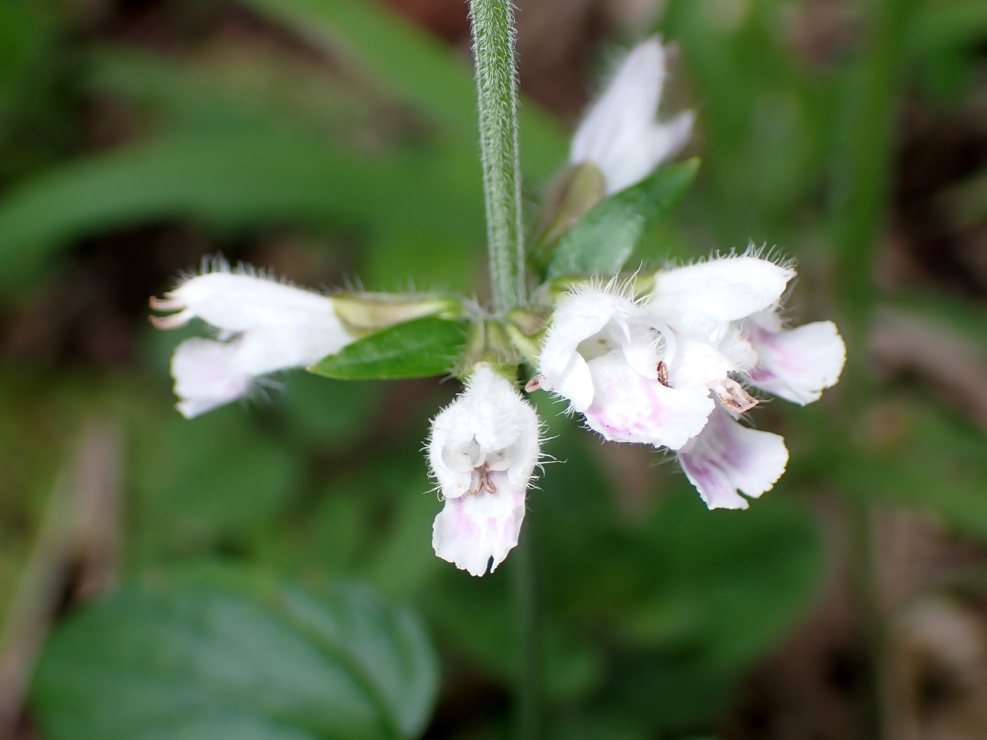 ヤマハッカの仲間 の高画質写真です。横浜市で、2024年7月19日に撮影したものです。