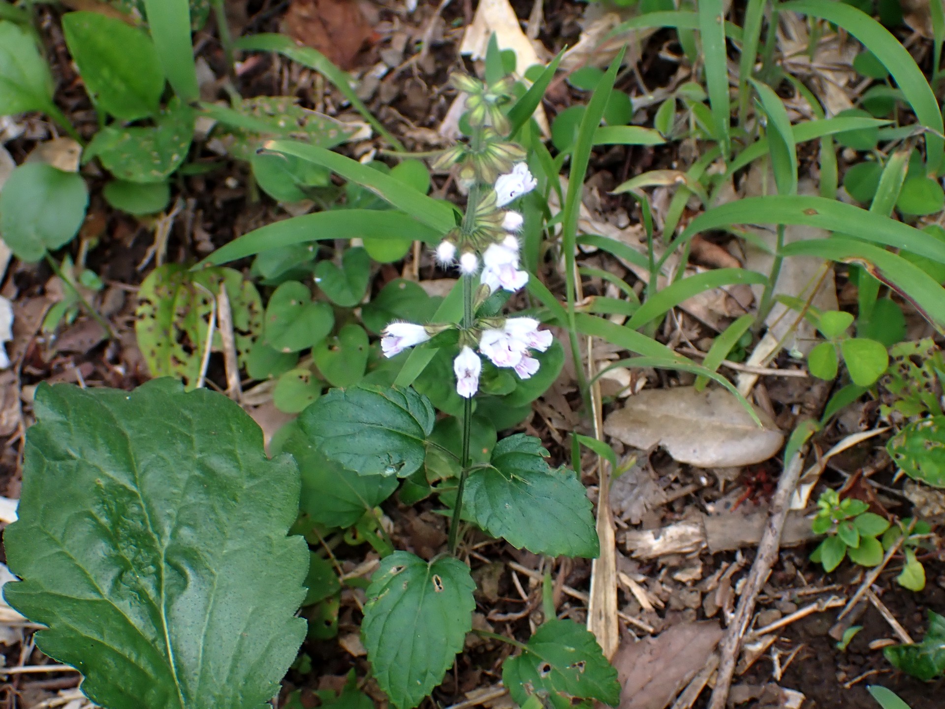 ヤマハッカの仲間 の高画質写真です。横浜市で、2024年7月19日に撮影したものです。