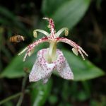 ヤマホトトギス の高画質写真です。横浜市で、2024年7月15日に撮影したものです。