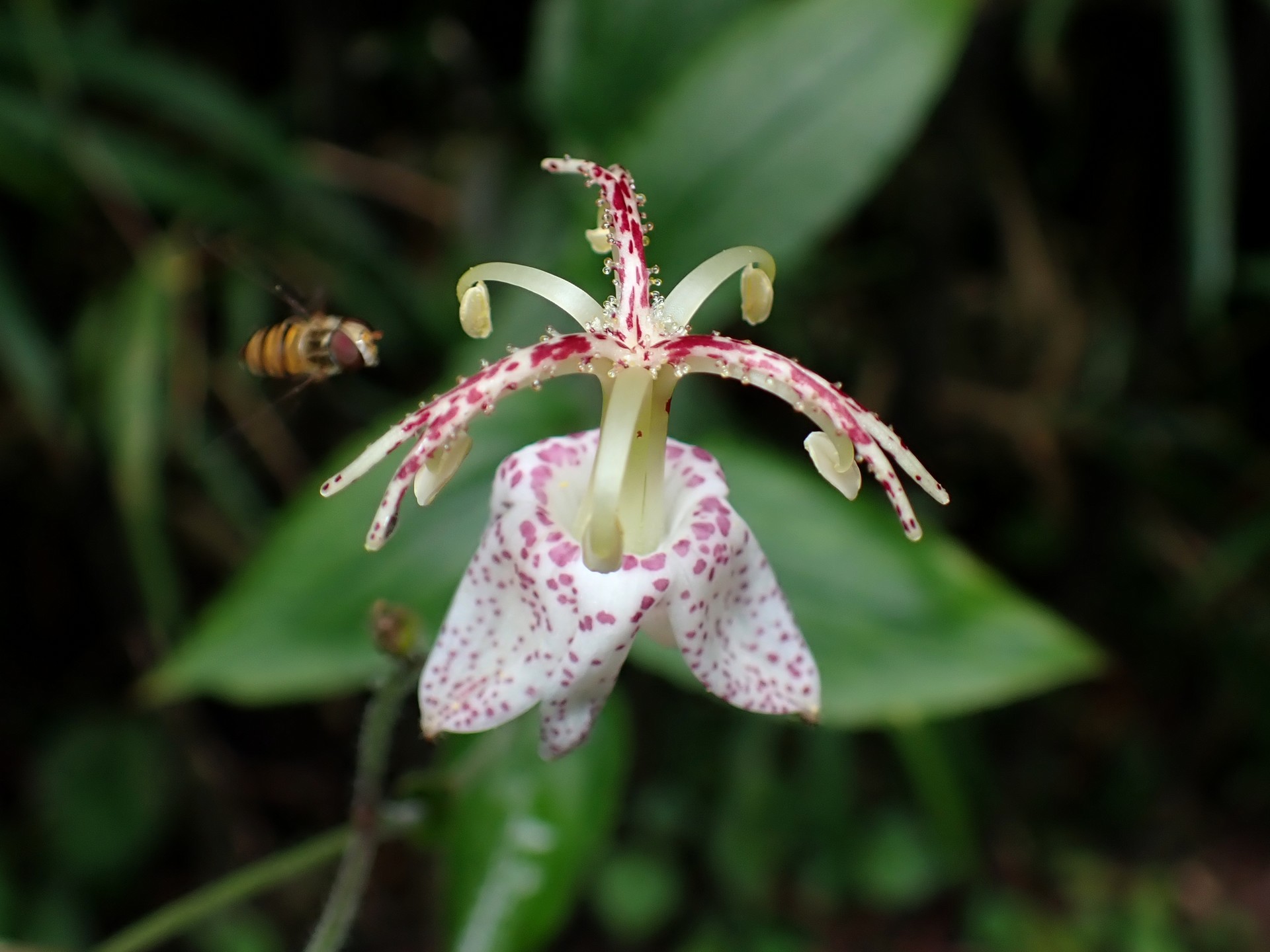 ヤマホトトギス の高画質写真です。横浜市で、2024年7月15日に撮影したものです。