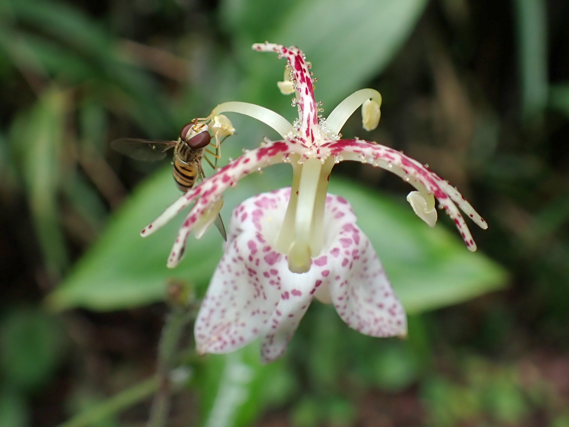 ヤマホトトギス の高画質写真です。横浜市で、2024年7月15日に撮影したものです。