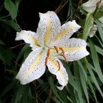 ヤマユリ の高画質写真です。横浜市で、2024年7月10日に撮影したものです。