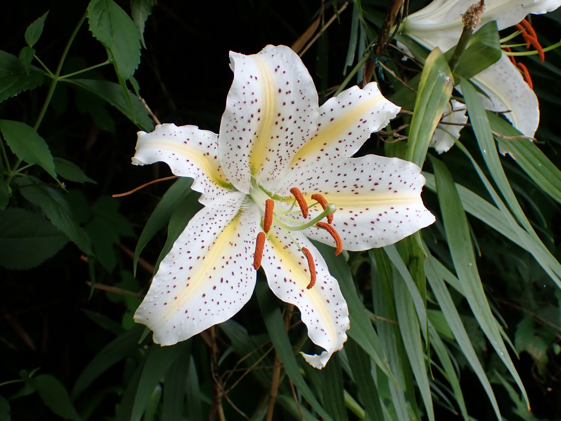 ヤマユリ の高画質写真です。横浜市で、2024年7月10日に撮影したものです。