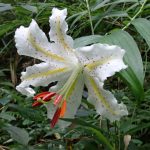 ヤマユリ の高画質写真です。横浜市で、2024年7月15日に撮影したものです。