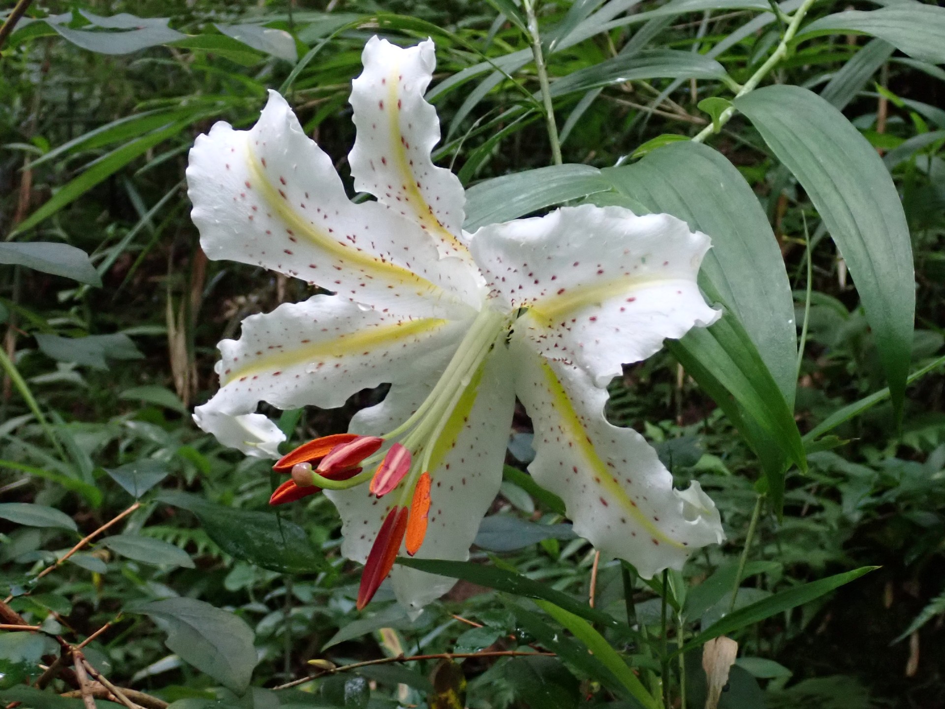 ヤマユリ の高画質写真です。横浜市で、2024年7月15日に撮影したものです。