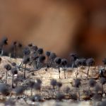 ヤリカミノケホコリ？の高画質写真です。横浜市で、2024年7月10日に撮影したものです。