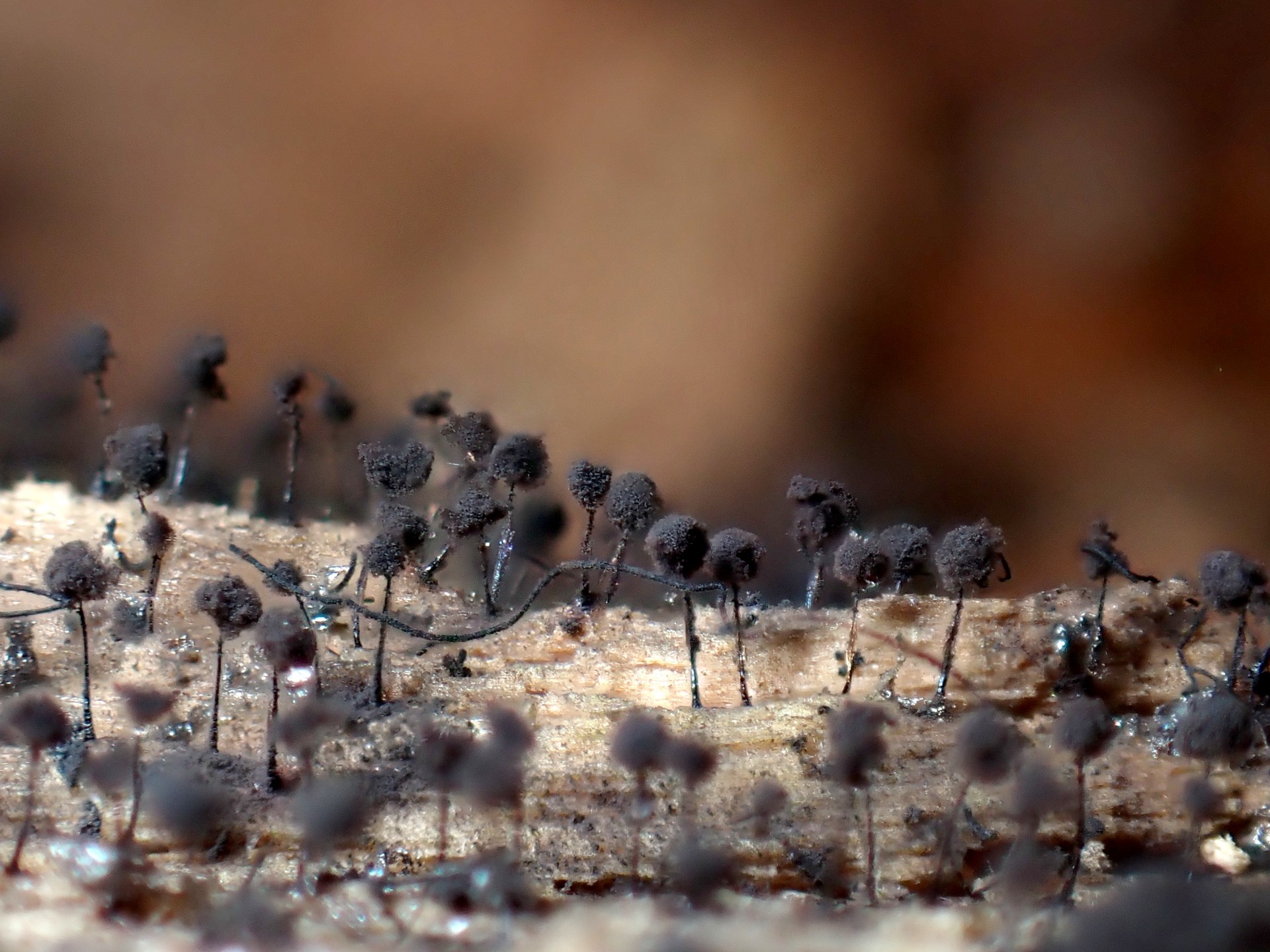 ヤリカミノケホコリ？の高画質写真です。横浜市で、2024年7月10日に撮影したものです。