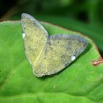 アミガサハゴロモ の高画質写真です。横浜市で、2024年8月5日に撮影したものです。