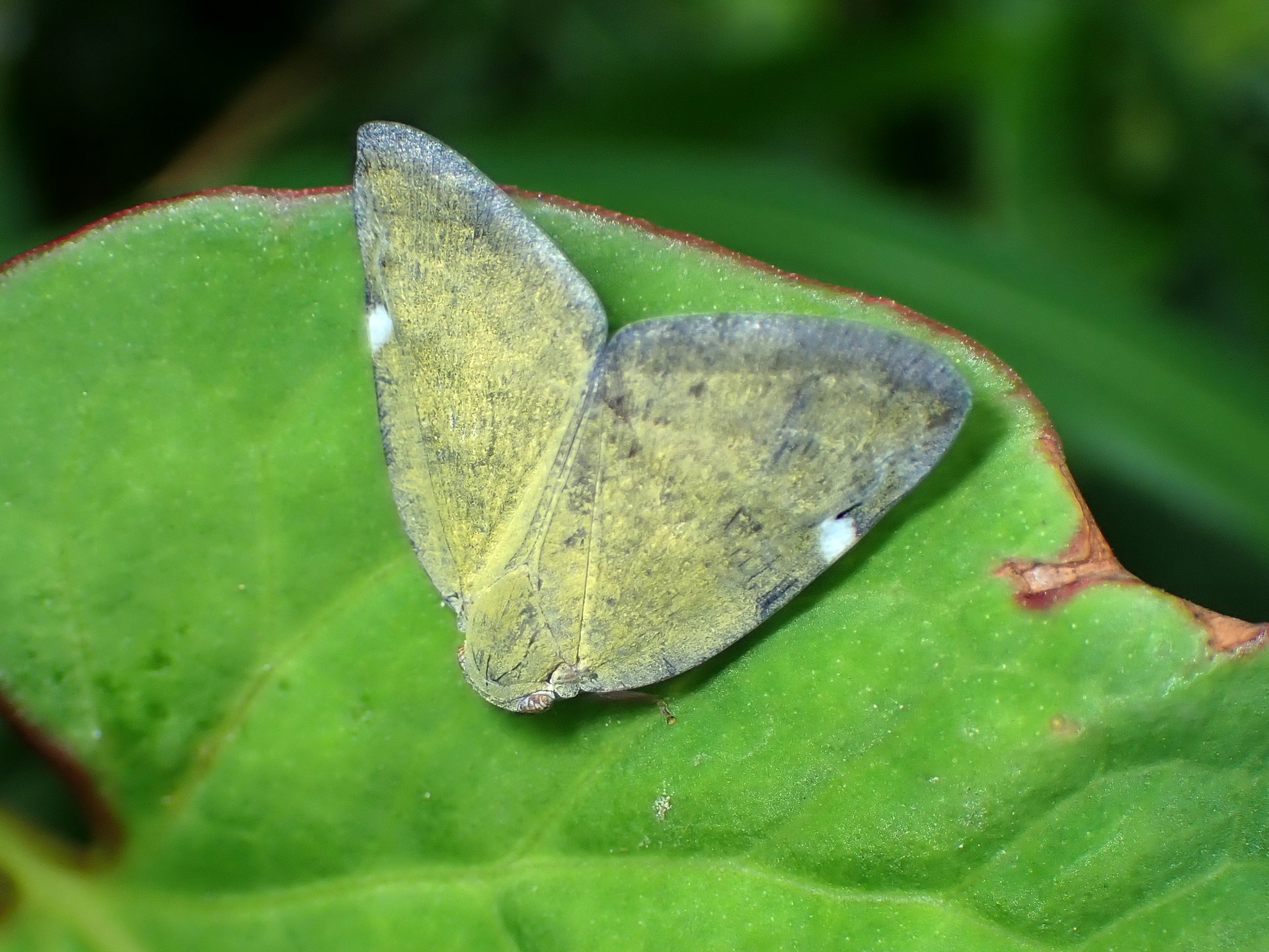 アミガサハゴロモ の高画質写真です。横浜市で、2024年8月5日に撮影したものです。