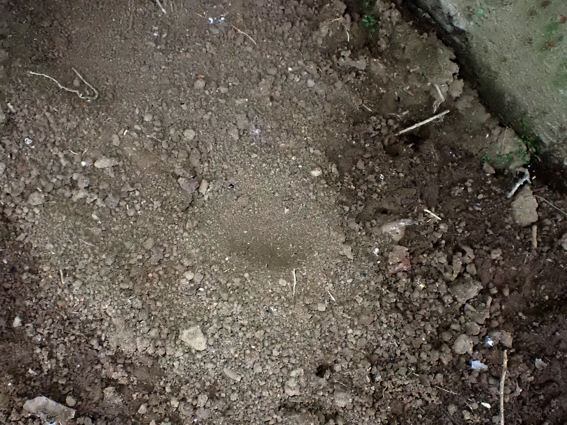 （ウスバカゲロウの）アリジゴク の高画質写真です。横浜市で、2023年7月7日に撮影したものです。