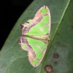 アシブトチズモンアオシャク の高画質写真です。横浜市で、2024年8月17日に撮影したものです。