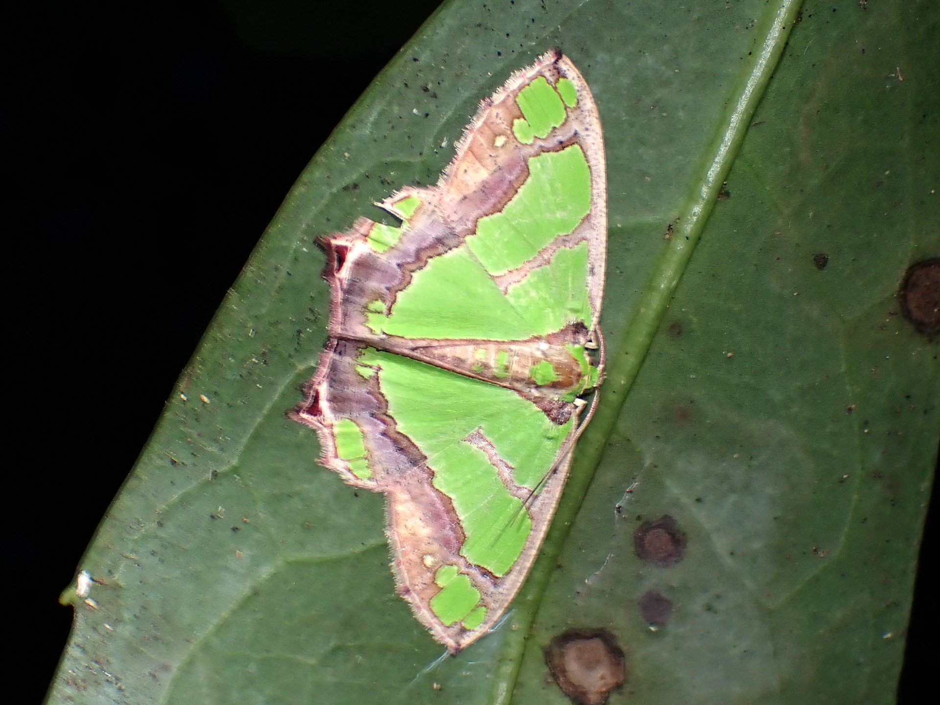 アシブトチズモンアオシャク の高画質写真です。横浜市で、2024年8月17日に撮影したものです。