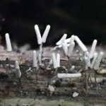 ダテコムラサキホコリ の高画質写真です。横浜市で、2024年8月11日に撮影したものです。