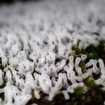 エダナシツノホコリ の高画質写真です。横浜市で、2024年8月5日に撮影したものです。