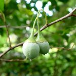 エゴノキ の実 の高画質写真です。横浜市で、2024年8月11日に撮影したものです。