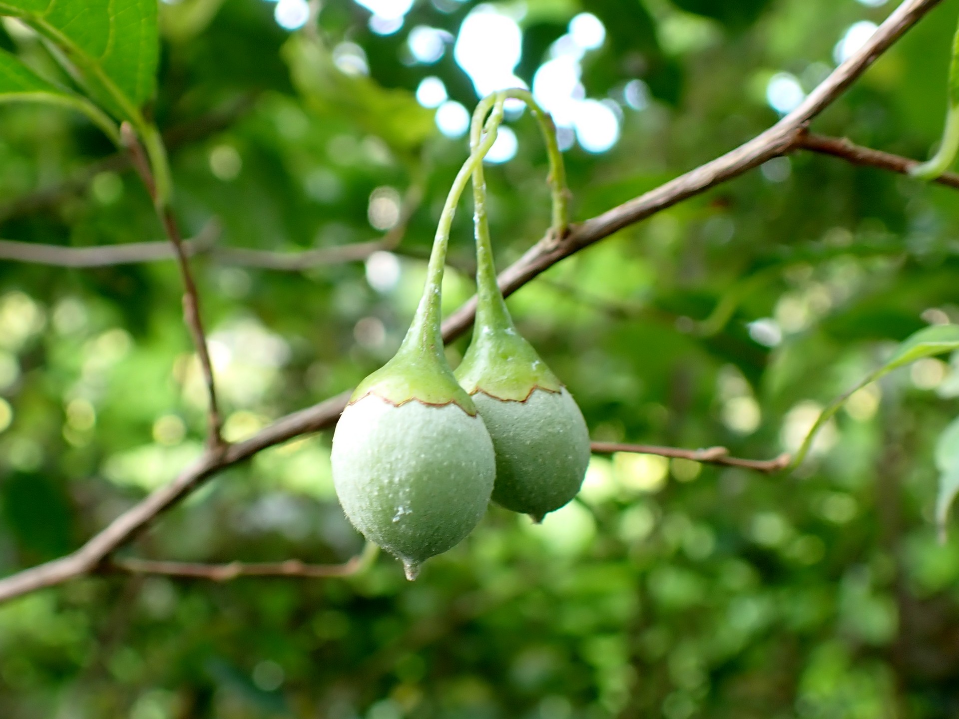 エゴノキ の実 の高画質写真です。横浜市で、2024年8月11日に撮影したものです。