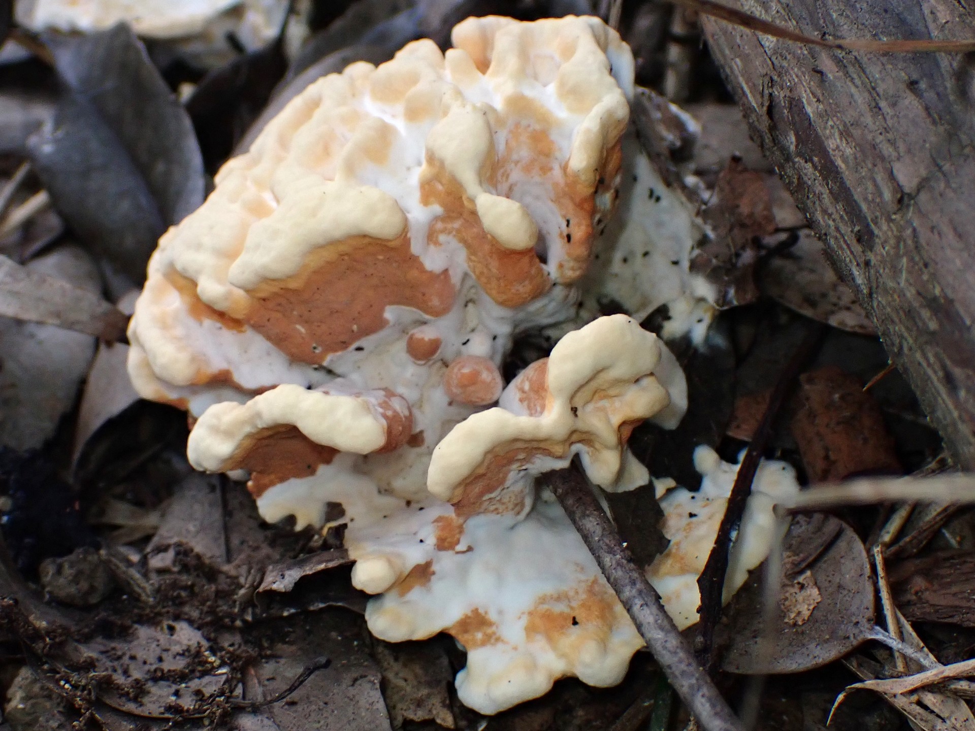 不明菌 コウモリタケ？ の高画質写真です。横浜市で、2024年8月5日に撮影したものです。