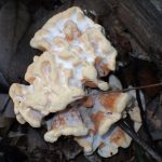 不明菌 コウモリタケ？ の高画質写真です。横浜市で、2024年8月5日に撮影したものです。