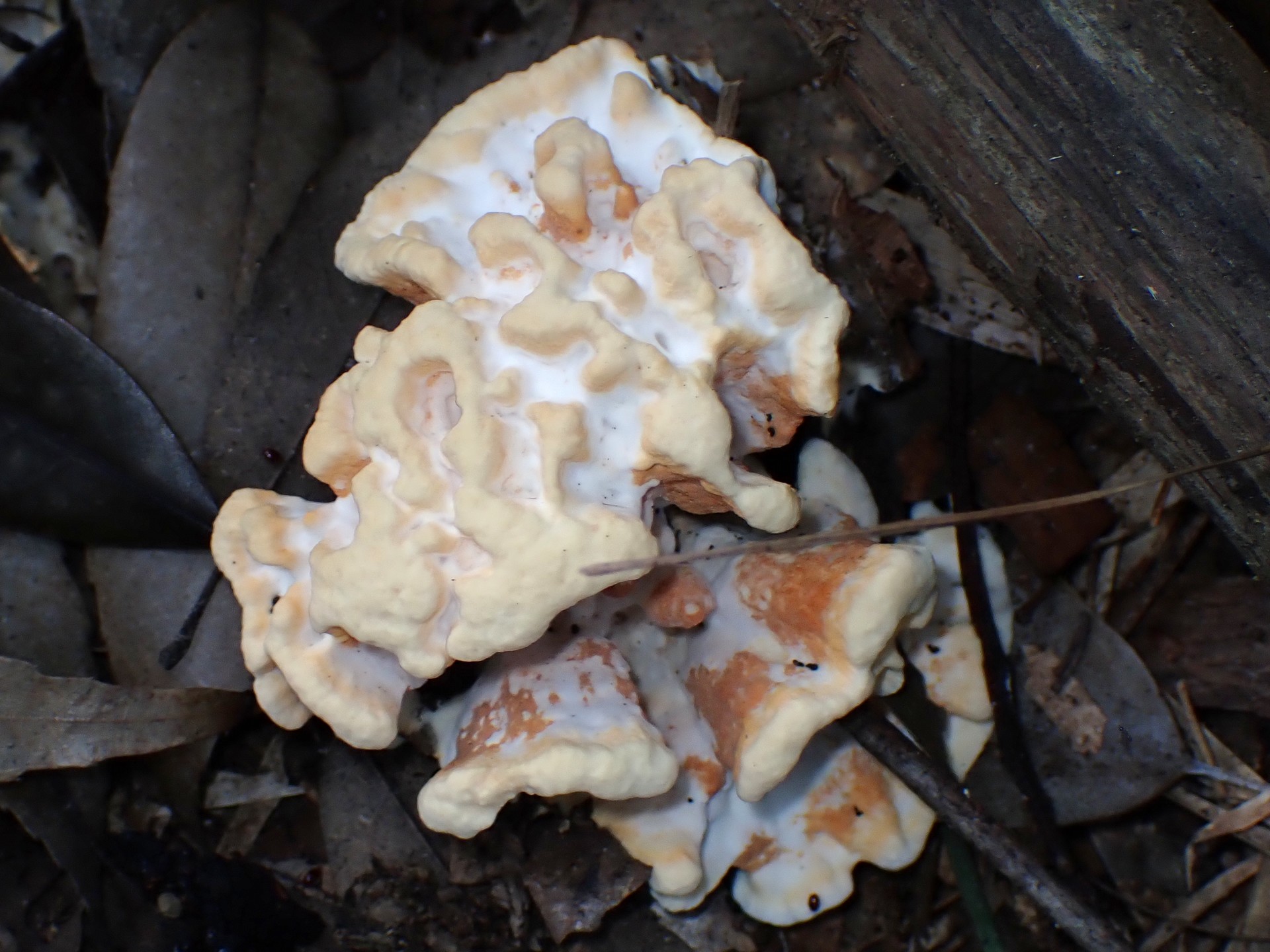 不明菌 コウモリタケ？ の高画質写真です。横浜市で、2024年8月5日に撮影したものです。