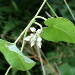 ガガイモ の高画質写真です。横浜市で、2024年8月11日に撮影したものです。