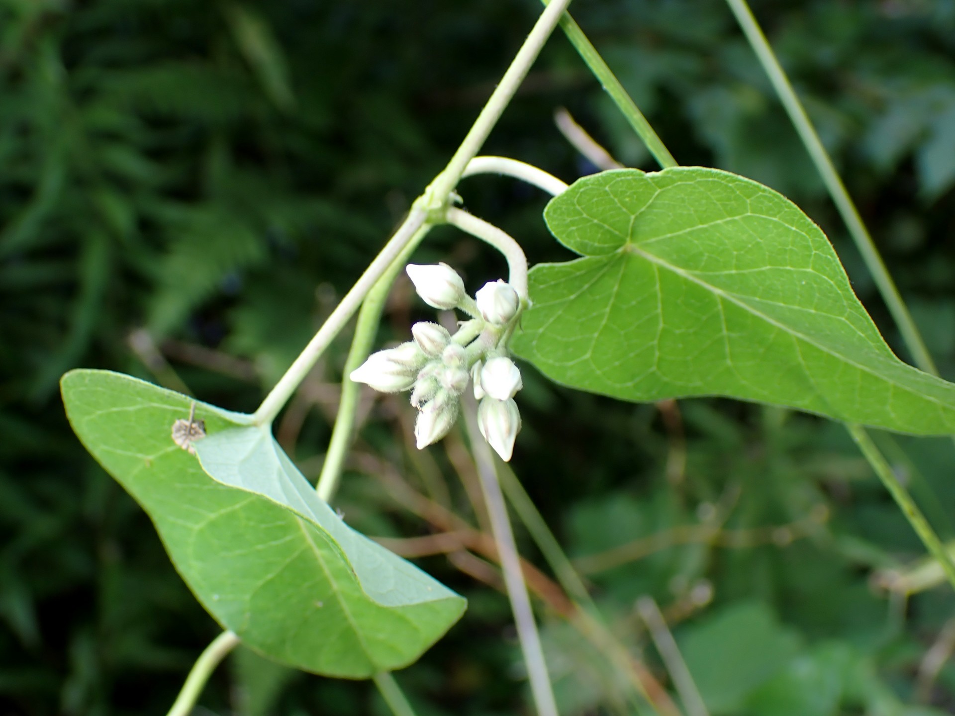 ガガイモ の高画質写真です。横浜市で、2024年8月11日に撮影したものです。