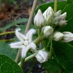 ガガイモ の高画質写真です。横浜市で、2024年8月13日に撮影したものです。