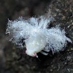 ハゴロモの仲間の幼虫 の高画質写真です。横浜市で、2024年8月15日に撮影したものです。