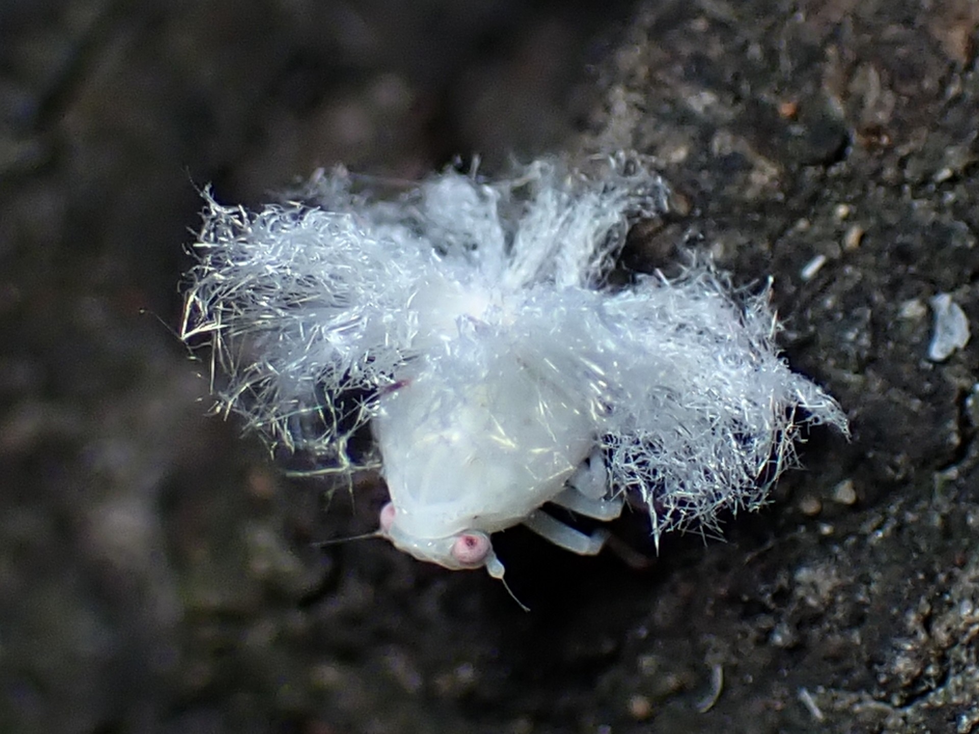 ハゴロモの仲間の幼虫 の高画質写真です。横浜市で、2024年8月15日に撮影したものです。