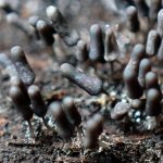 灰色の粘菌 の高画質写真です。横浜市で、2024年8月29日に撮影したものです。