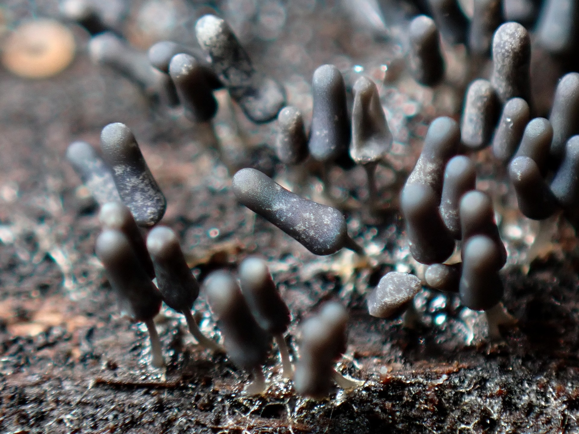 灰色の粘菌 の高画質写真です。横浜市で、2024年8月29日に撮影したものです。