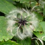 ハンショウヅル の高画質写真です。横浜市で、2024年8月28日に撮影したものです。