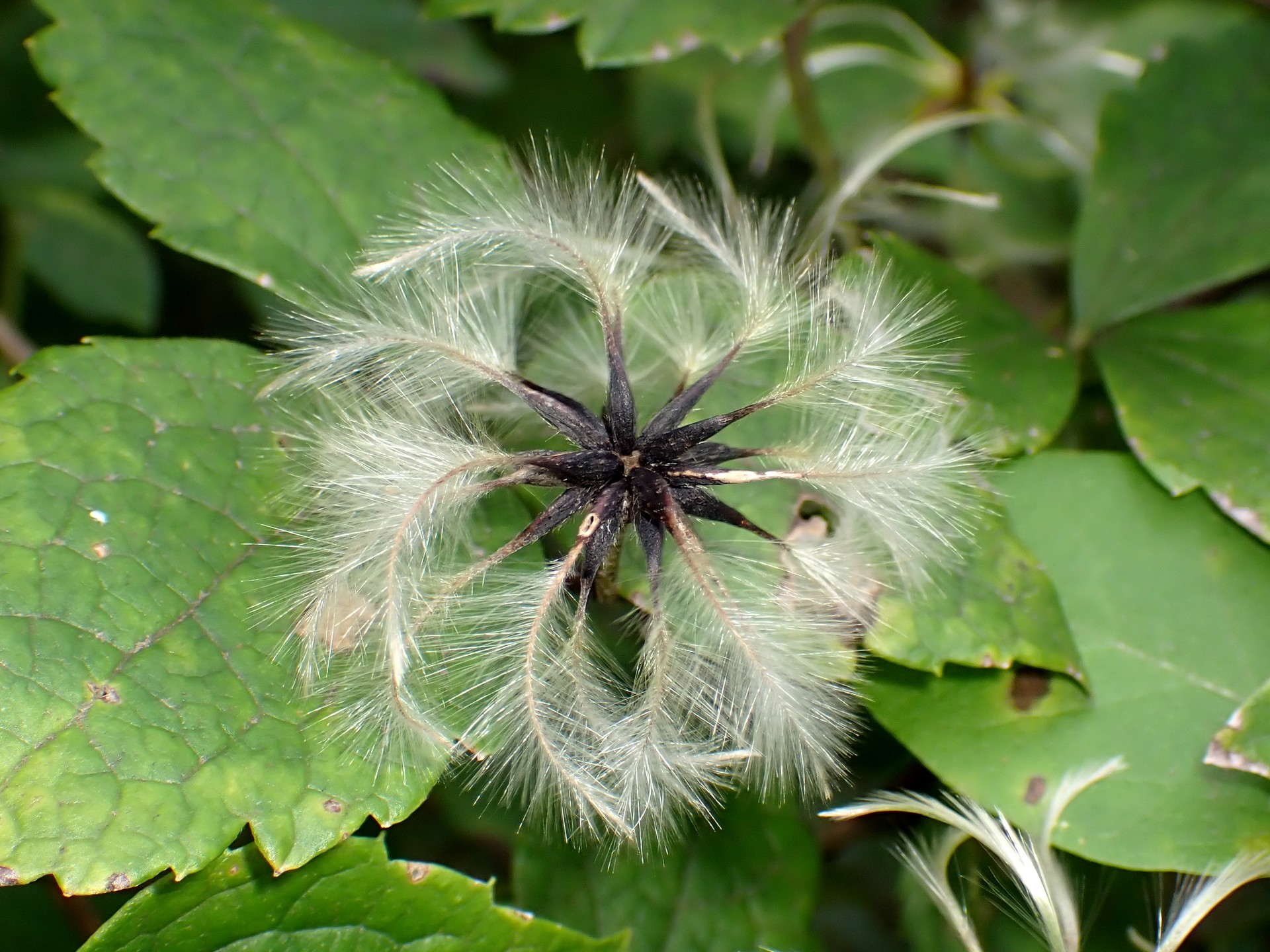 ハンショウヅル の高画質写真です。横浜市で、2024年8月28日に撮影したものです。