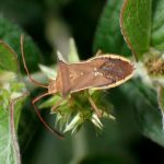 ハリカメムシ の高画質写真です。横浜市で、2024年8月13日に撮影したものです。