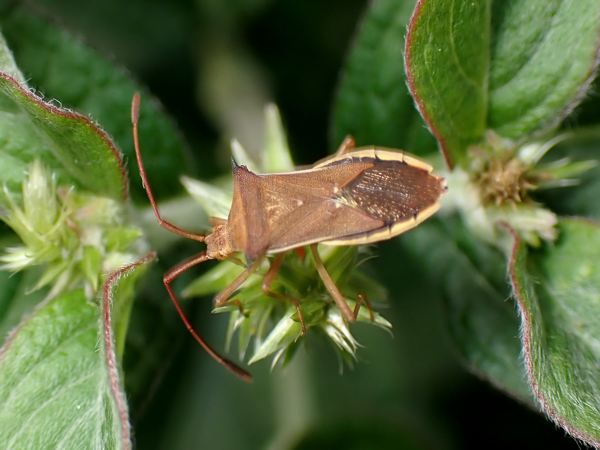 ハリカメムシ の高画質写真です。横浜市で、2024年8月13日に撮影したものです。